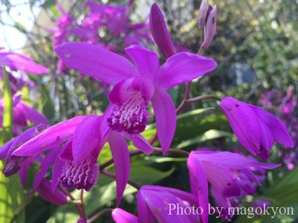 公園に咲いていた綺麗な花