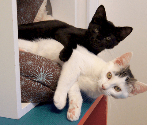 happy kitten house