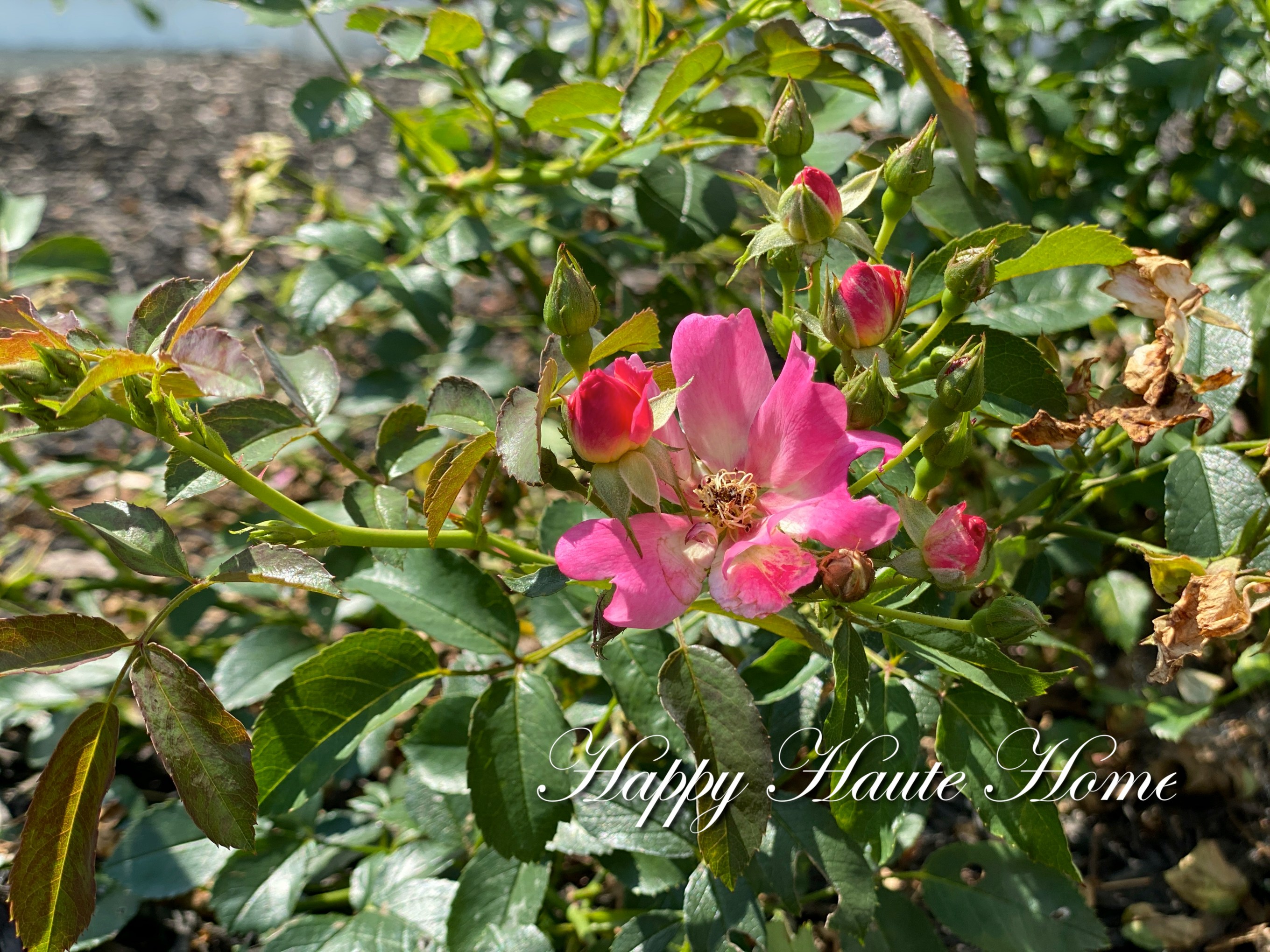 The Best Time to Deadhead Drift Roses to Encourage Repeat Blooming