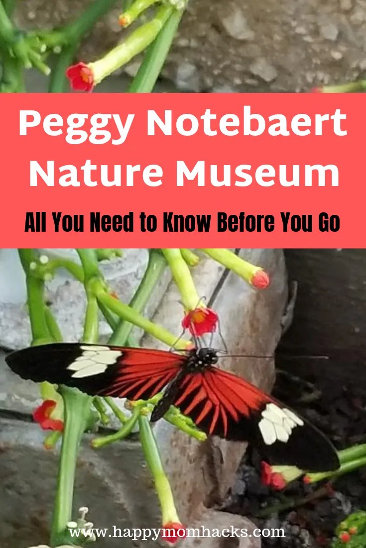 Peggy Notebaert Nature Museum Chicago. Visit beautiful butterflies, reptiles, nature trails your kids will love. Be prepared for your visiting to this amazing nature museum in chicago with these tips. #notebaert, #nature, #familytravel, #chicago