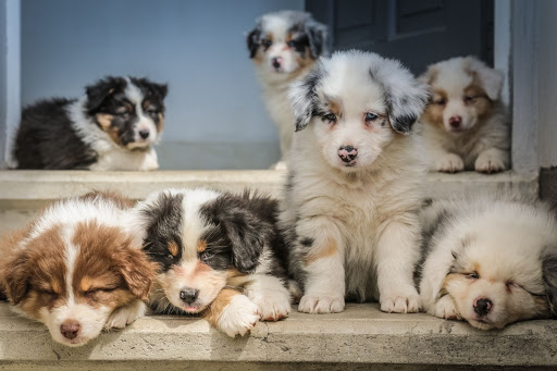 puppies tips