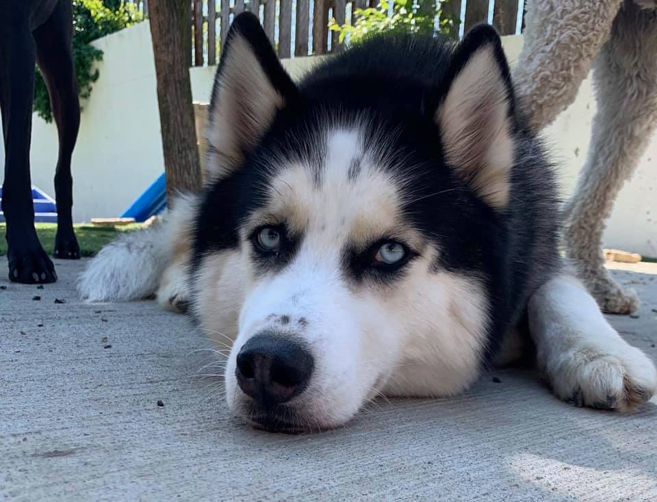 dog happy rates