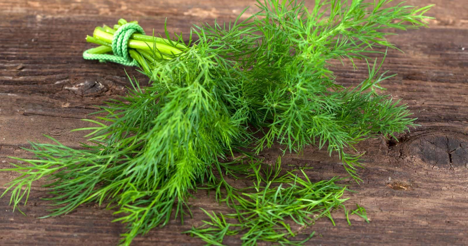 Using dill to spice up your meals: benefits and culinary uses