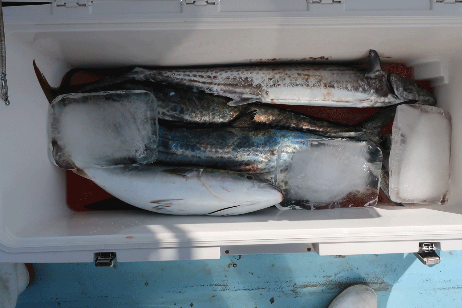 サワラ釣り ｜ 鳴門 釣船