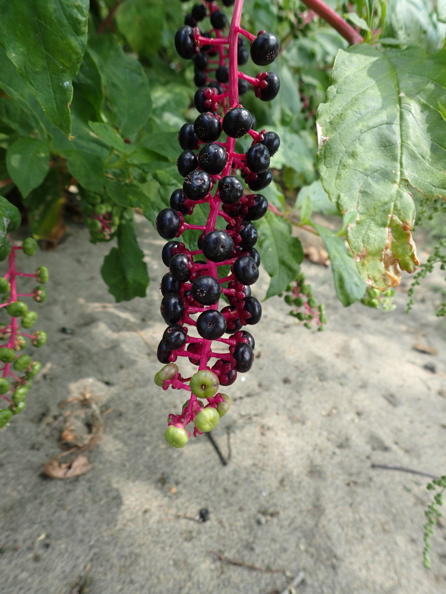 The Wonders of Pokeweed HarborLAB