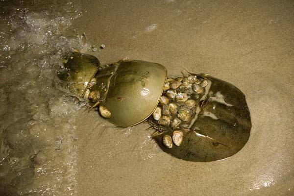 Plumb Beach. -- Klaus Schoenwiese