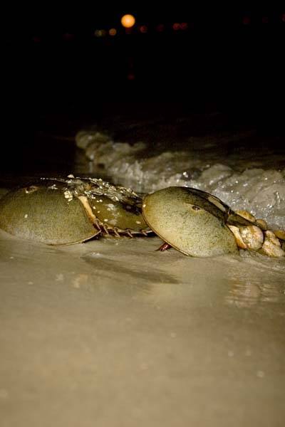 Plumb Beach. -- Klaus Schoenwiese