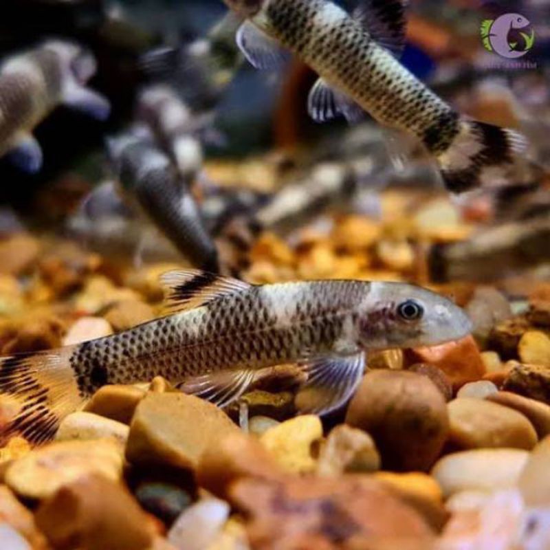 Cover Image of the Post