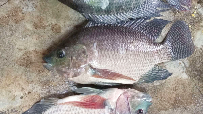 Unduh Gratis Gambar Kisah Penemuan Ikan Mujair Ikan Populer Indonesia Dream Gratis Id Terbaru by Lampunghits.com