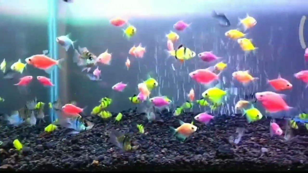 Harga ikan glofish berbagai jenis & cara merawatnya 2026