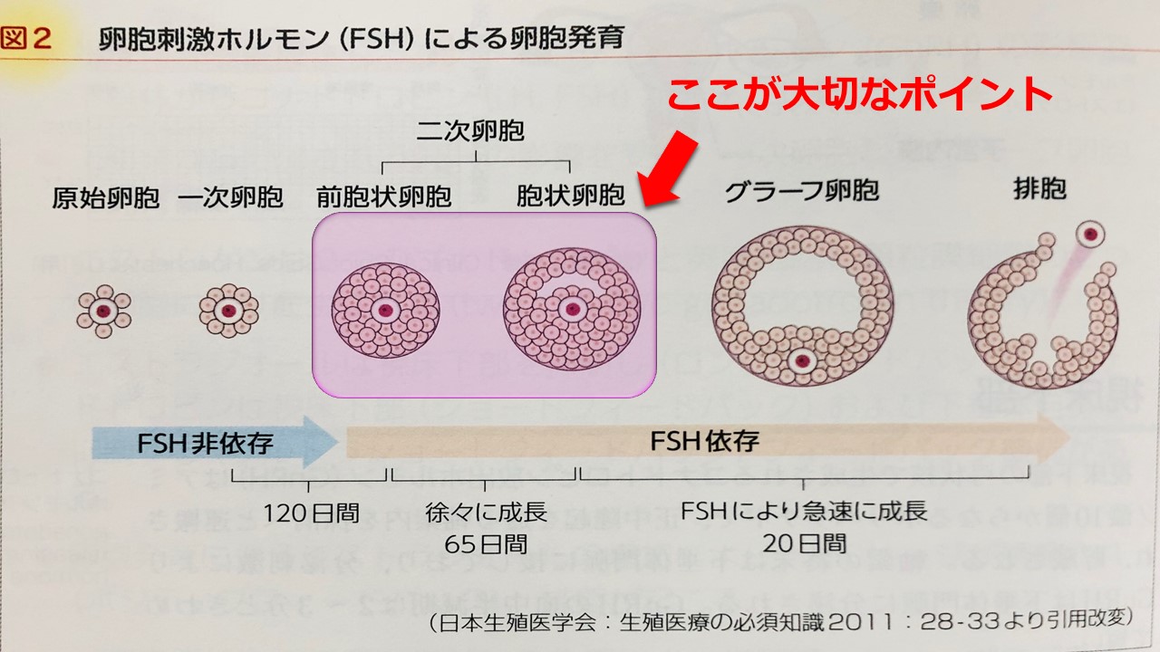 不妊治療・多嚢胞性卵巣症候群・PCOS・妊活 | 鍼灸院さくら