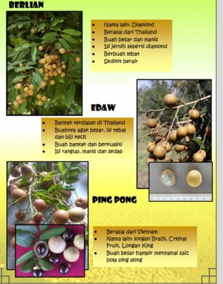 Bagaimana pun kini selepas yakin dengan tanaman ini maka dia telah menambah 280 pokok lagi menjadikannya hampir 400 pokok semuanya dengan benih . Panduan Tanam Longan Teratak Maya Tempatku Lepak