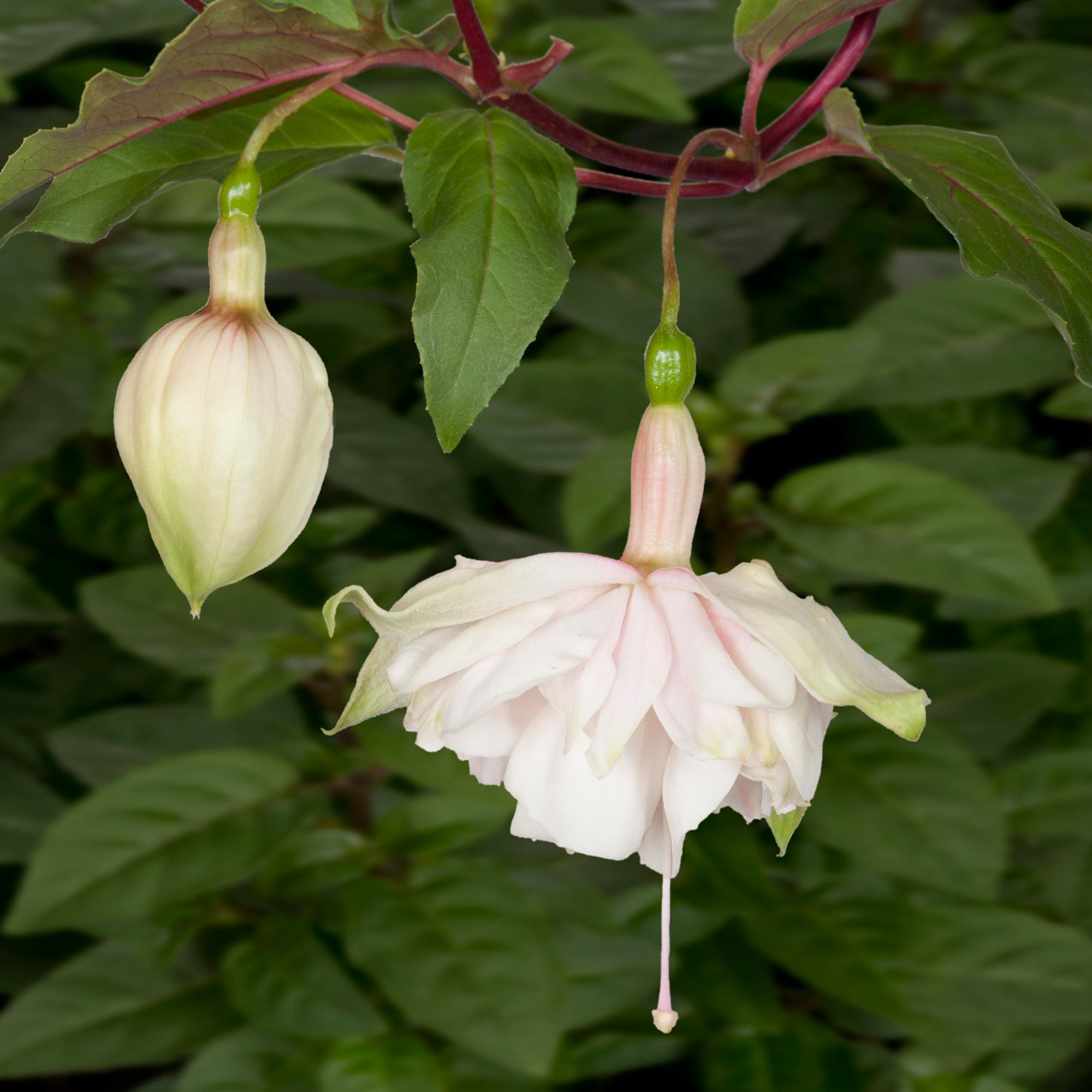 Fuchsia 'Pink Marshmallow' Harley Nursery