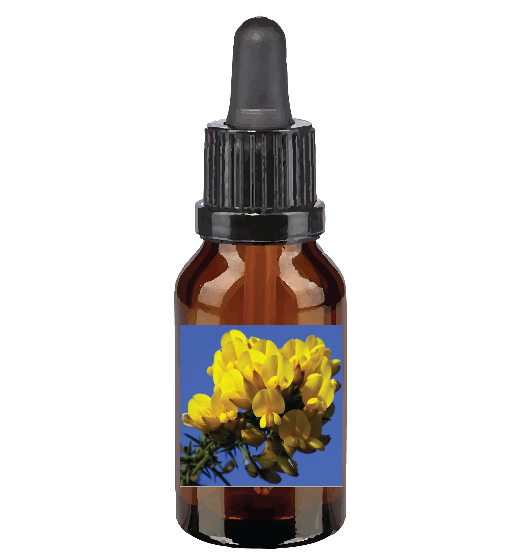 harmonie quantique - fleurs-de-Bach_gorse