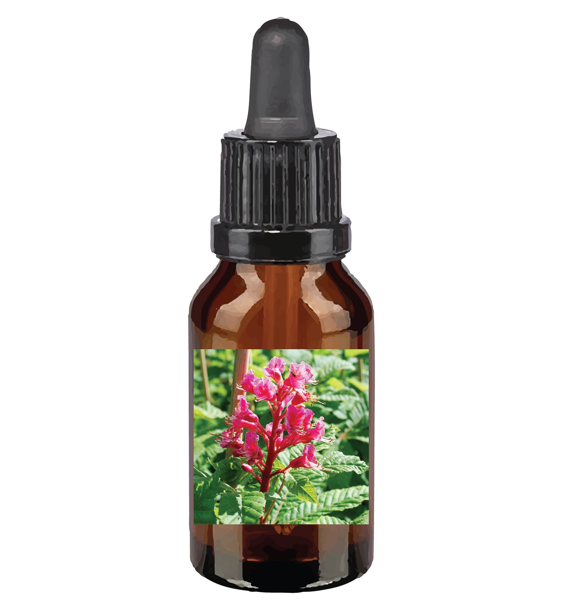 harmonie quantique - fleurs-de-Bach_red-chestnut