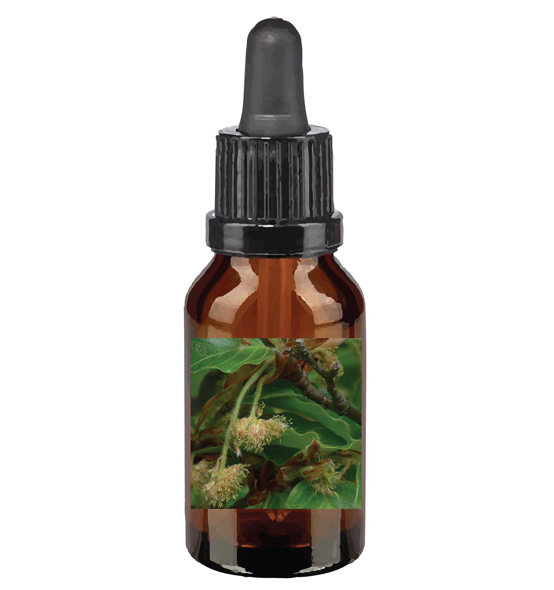 harmonie quantique - fleurs-de-Bach_beech