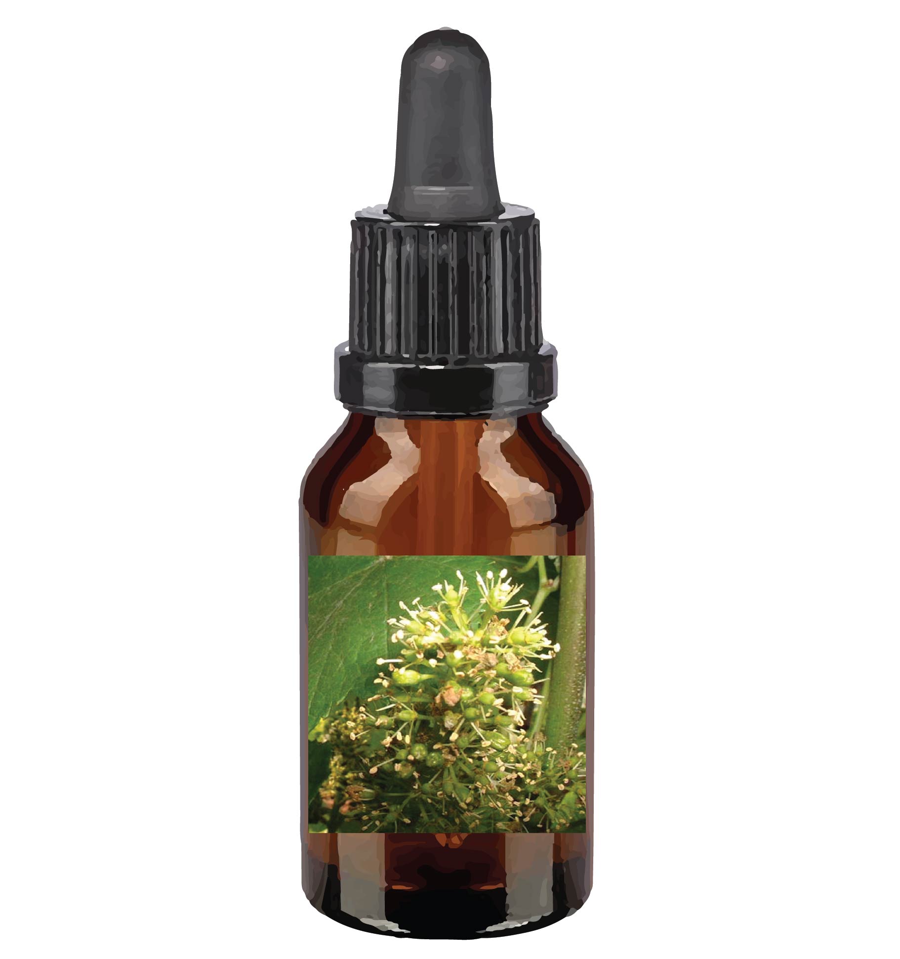 harmonie quantique - fleurs-de-Bach_vine