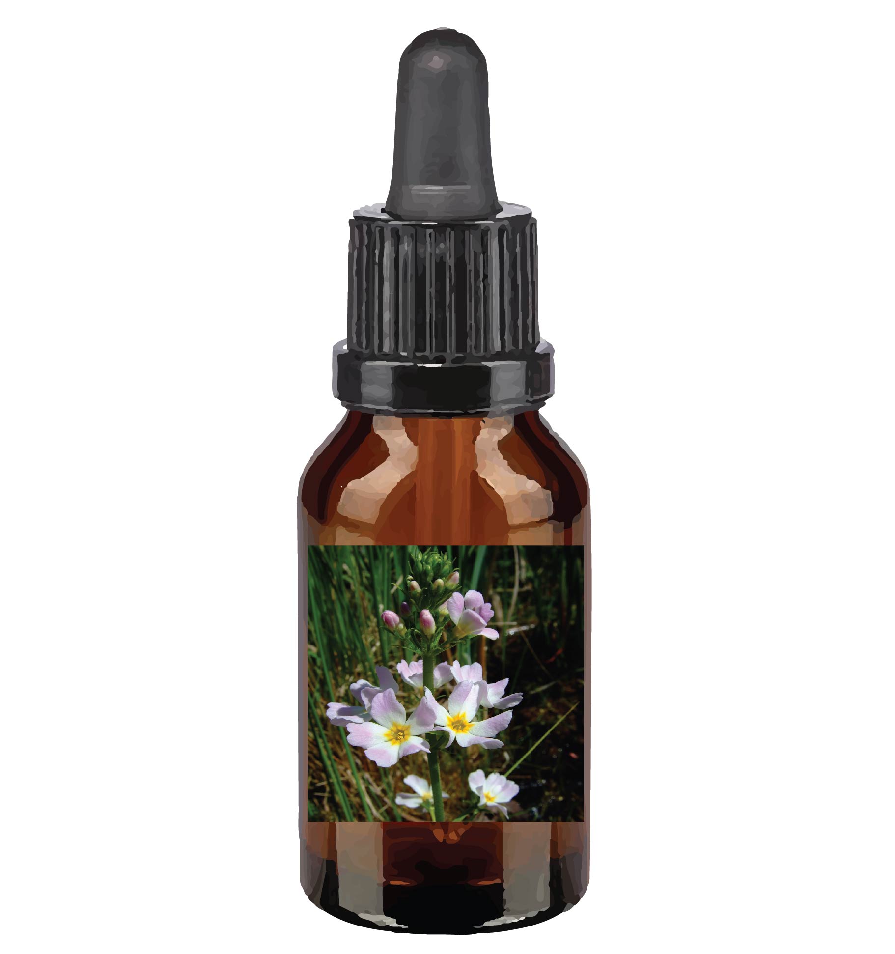 harmonie quantique - fleurs-de-Bach_water-violet
