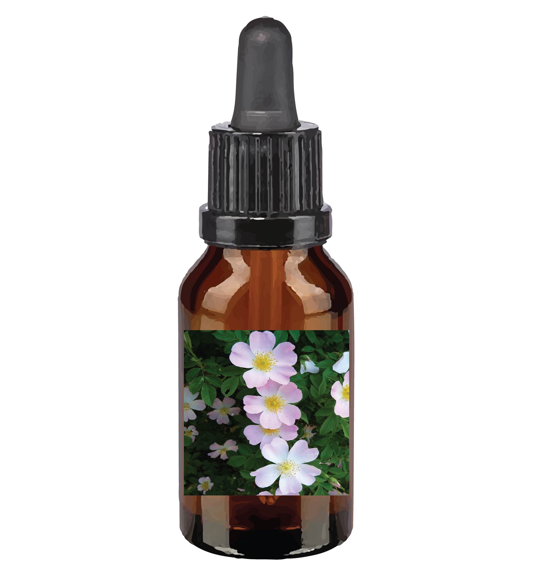 harmonie quantique - fleurs-de-Bach_wild-rose
