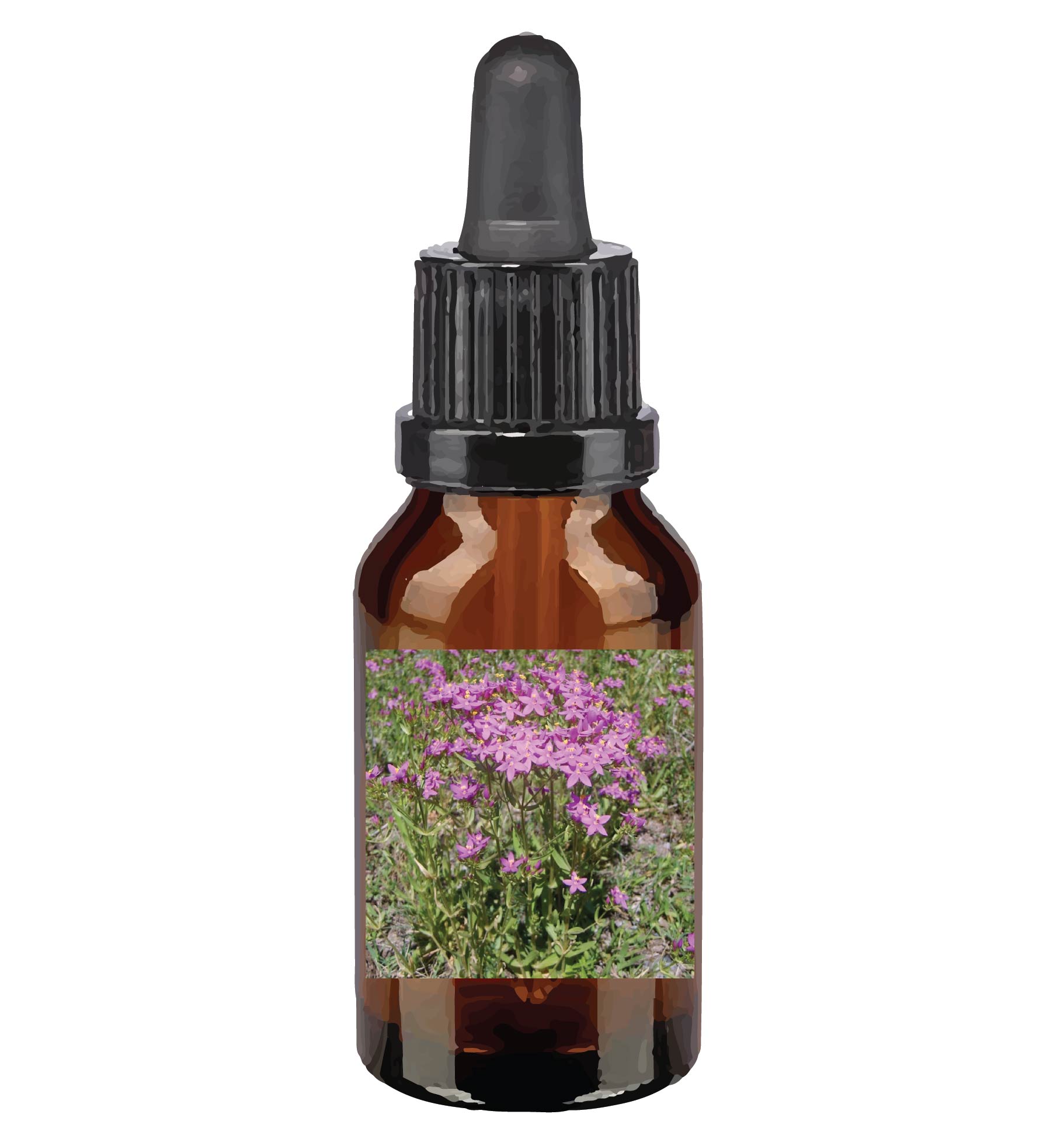 harmonie quantique - fleurs-de-Bach_centaury