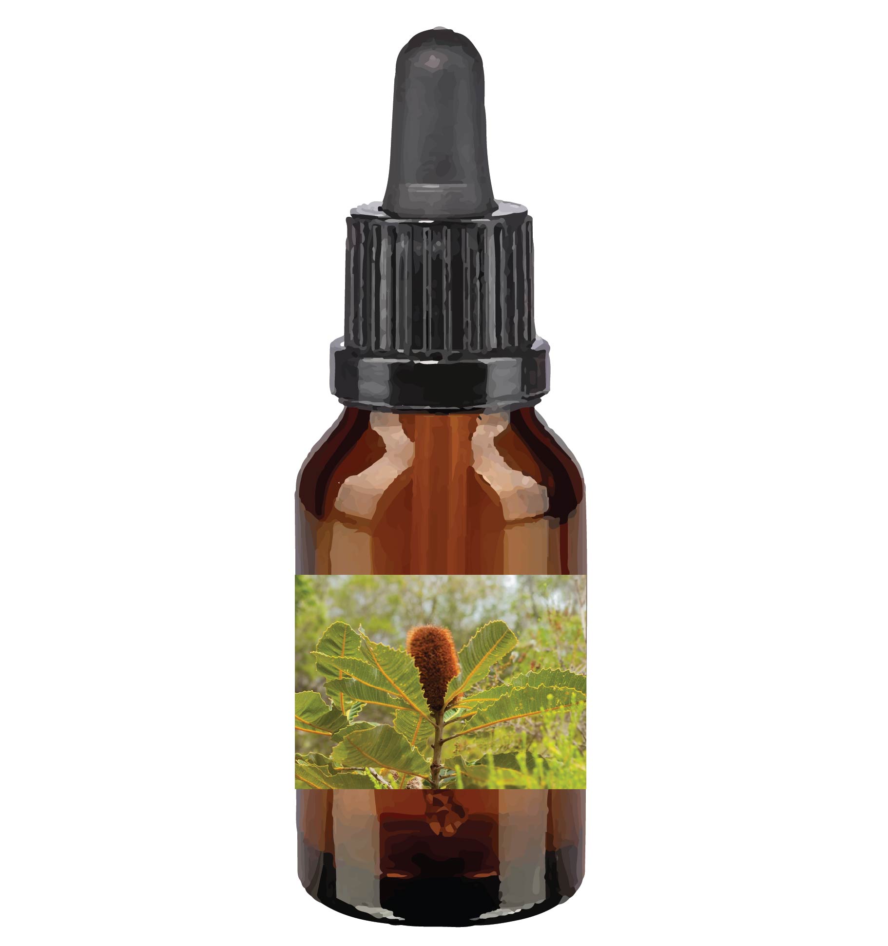 harmonie quantique - Quantic-Bush-Australien_banksia-robur