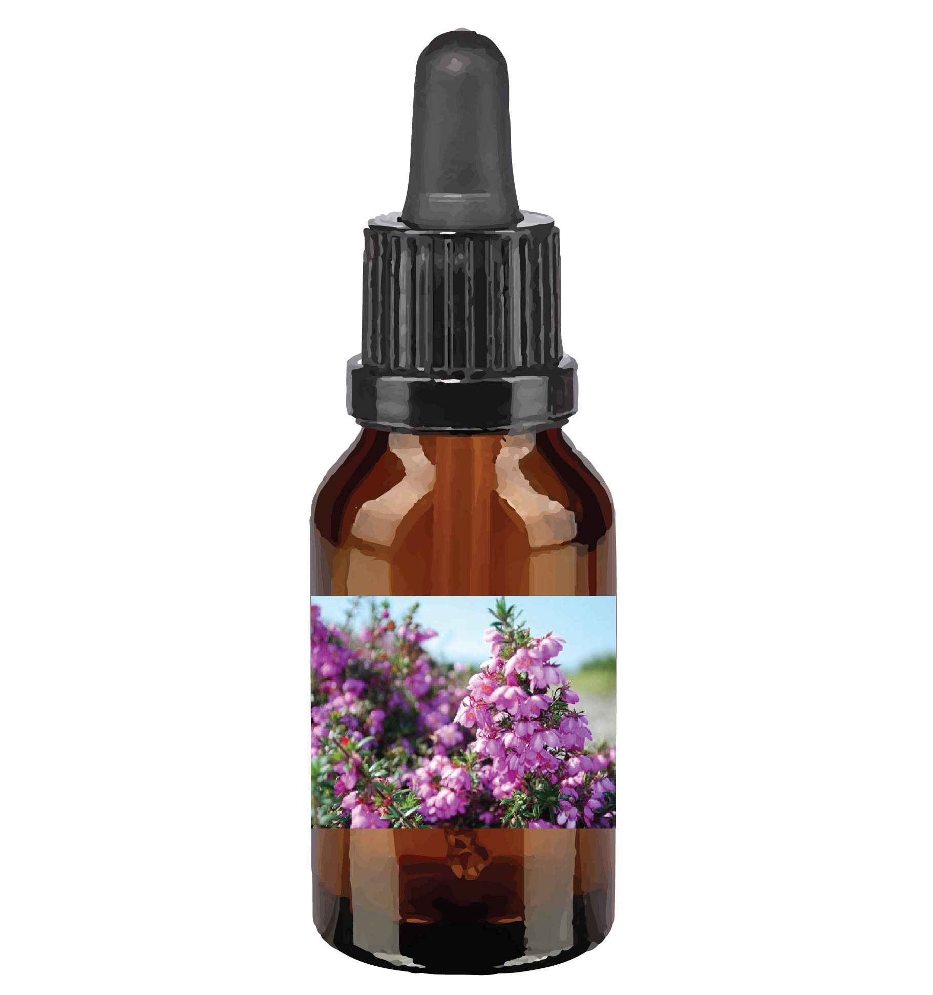 harmonie quantique - Quantic-Bush-Australien_dog-rose