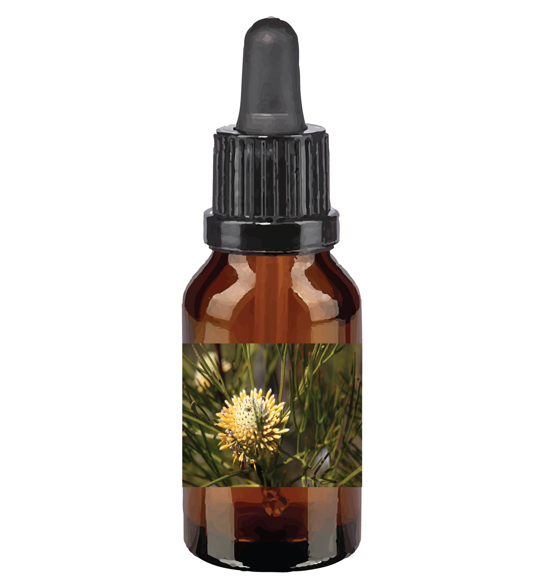 harmonie quantique - Quantic-Bush-Australien_isopogon