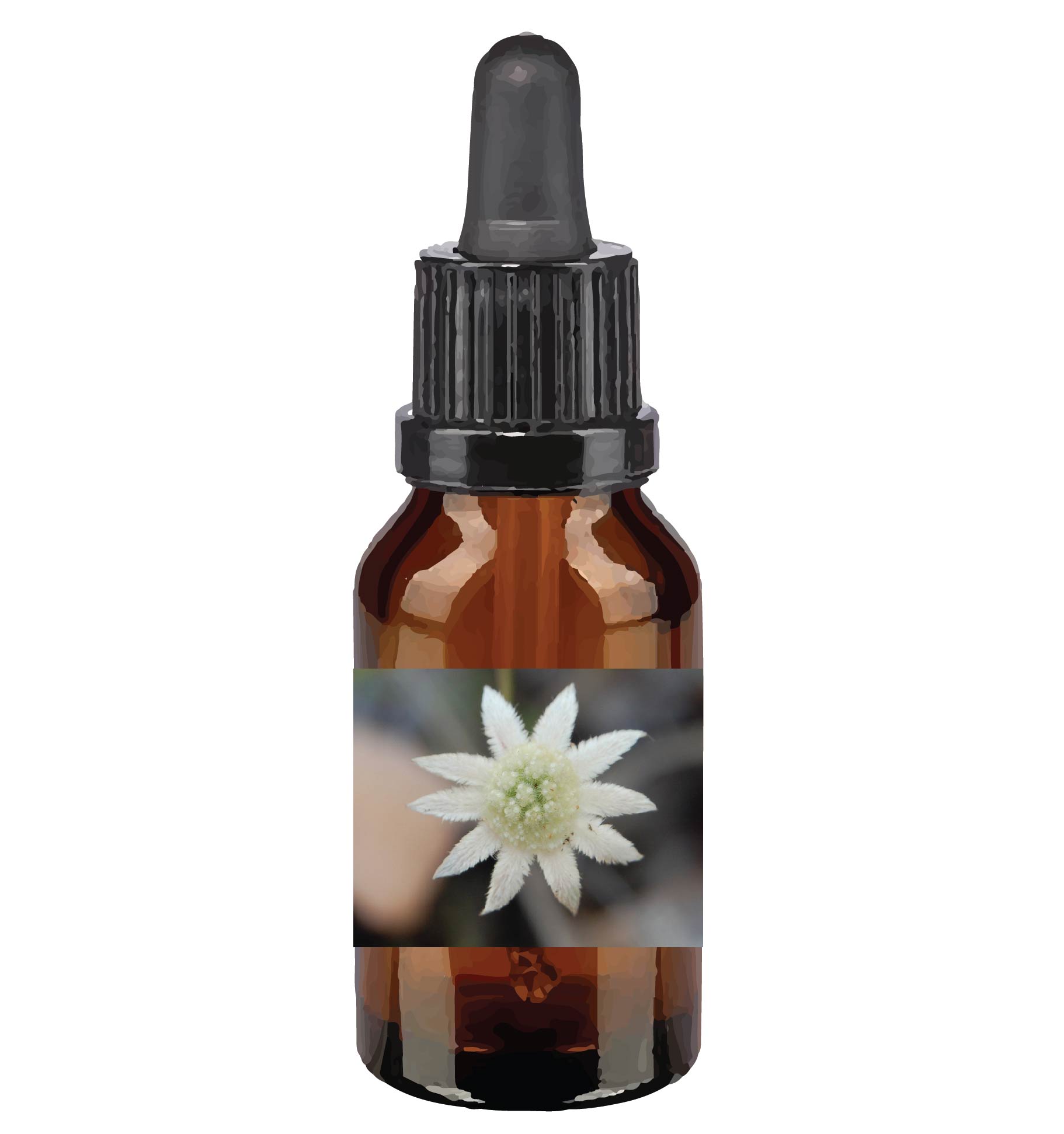 harmonie quantique - Quantic-Bush-Australien_little-flannel-flower