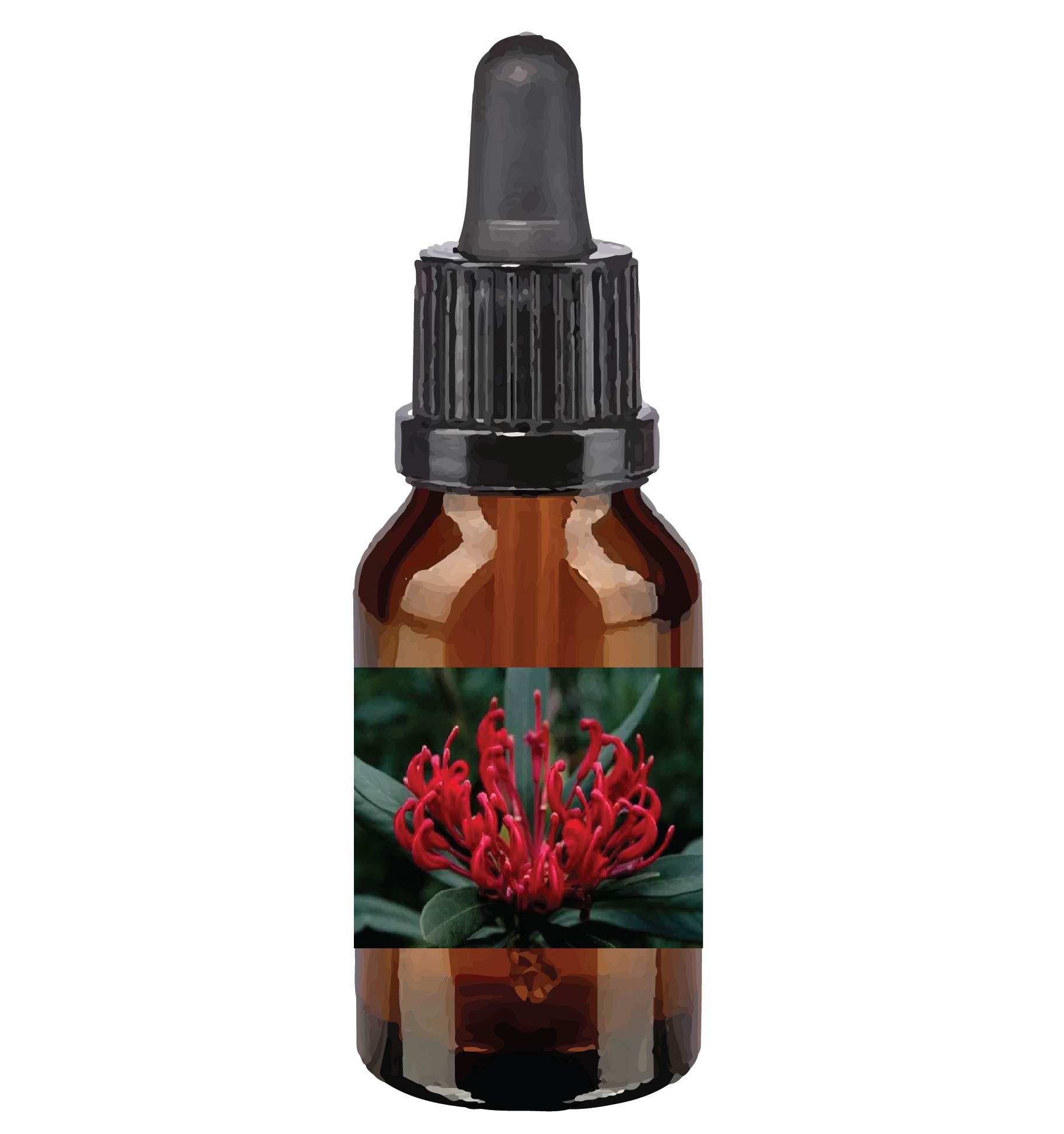 harmonie quantique - Quantic-Bush-Australien_monga-waratah