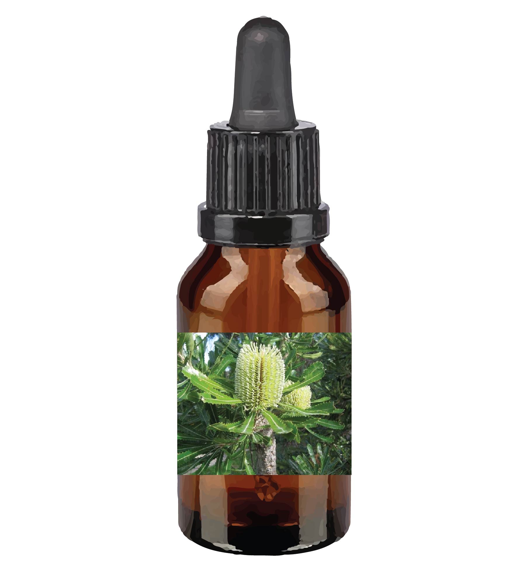 harmonie quantique - Quantic-Bush-Australien_old-man-banksia