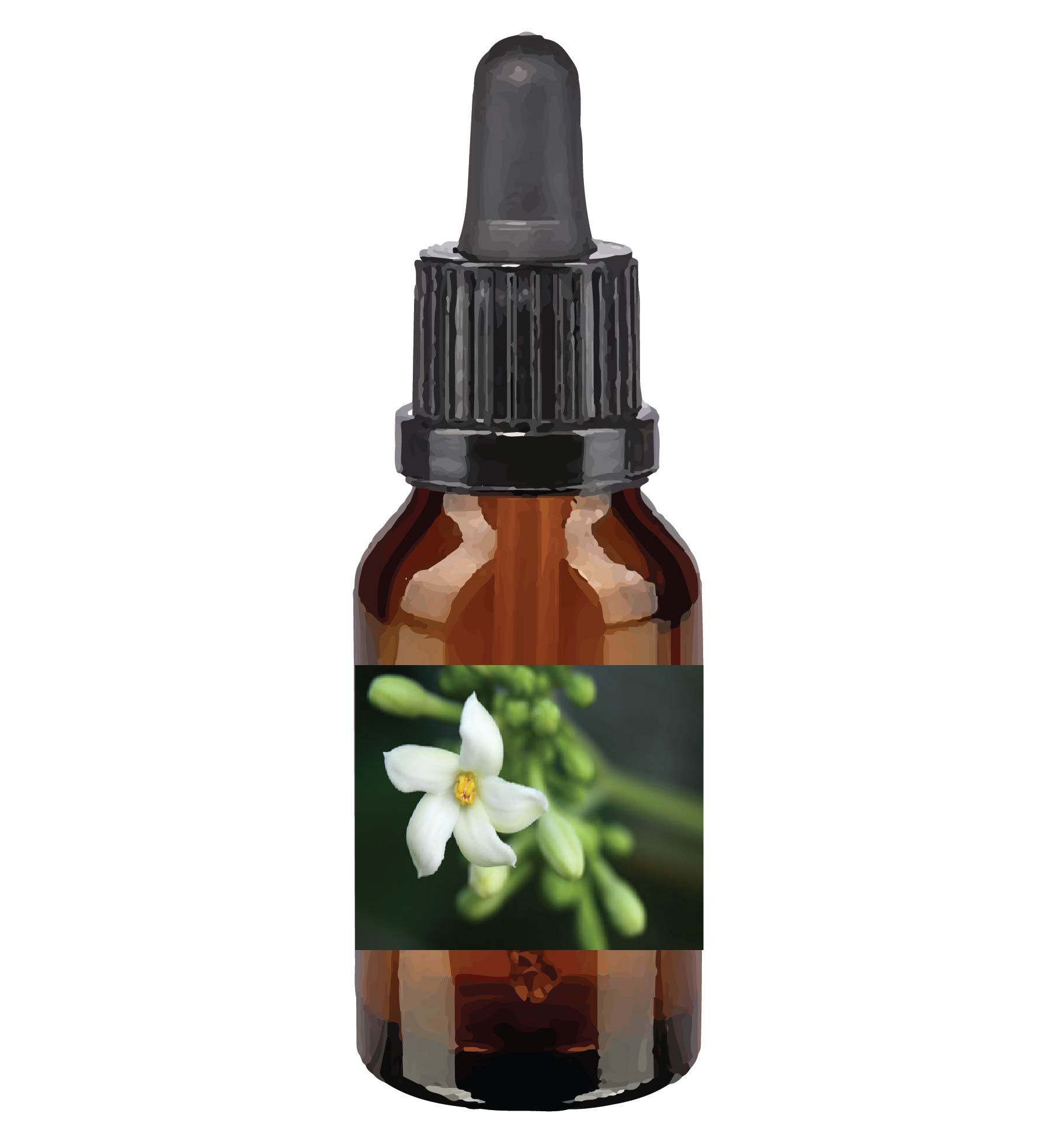 harmonie quantique - Quantic-Bush-Australien_paw-paw
