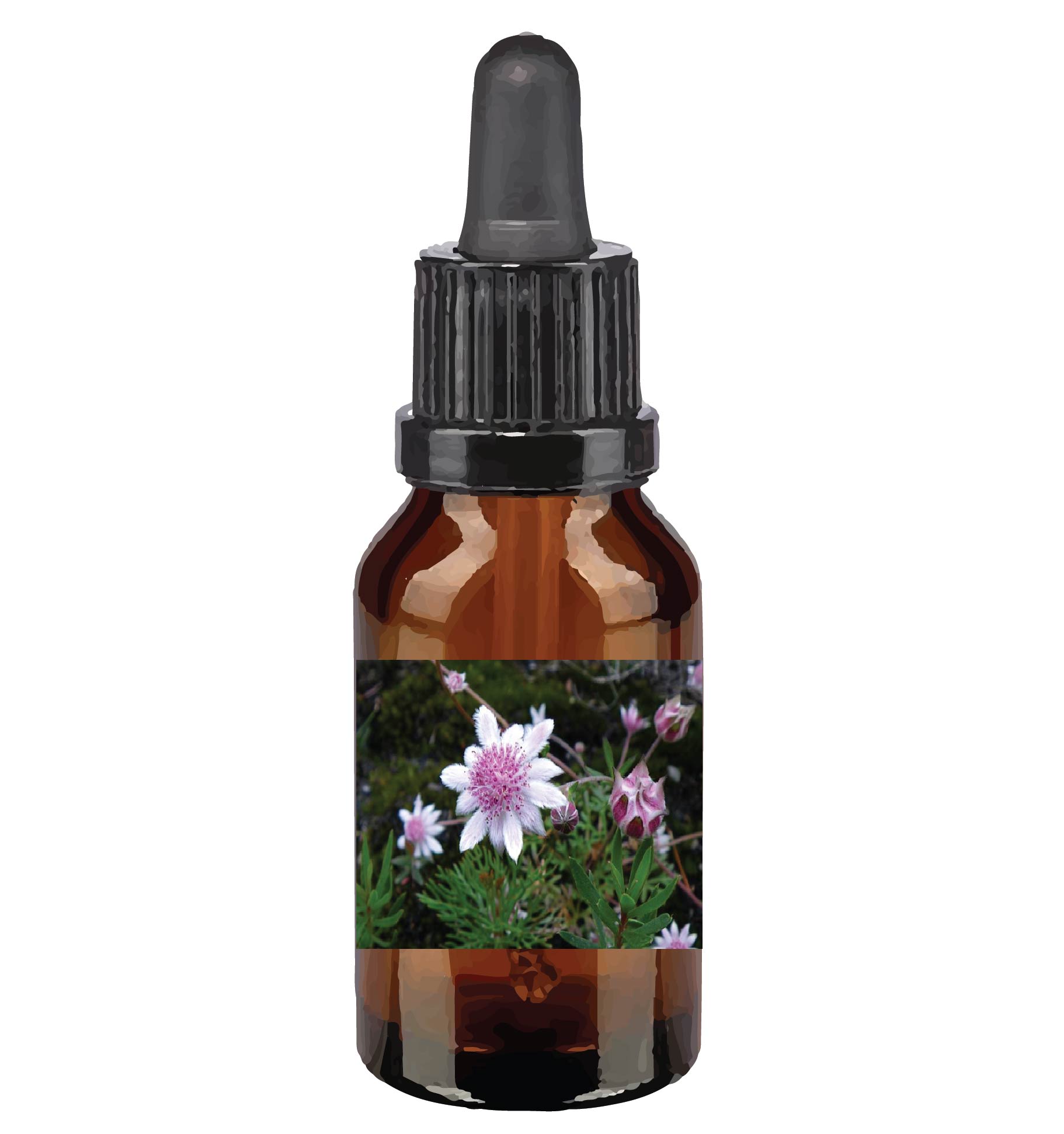 harmonie quantique - Quantic-Bush-Australien_pink-flannel-flower