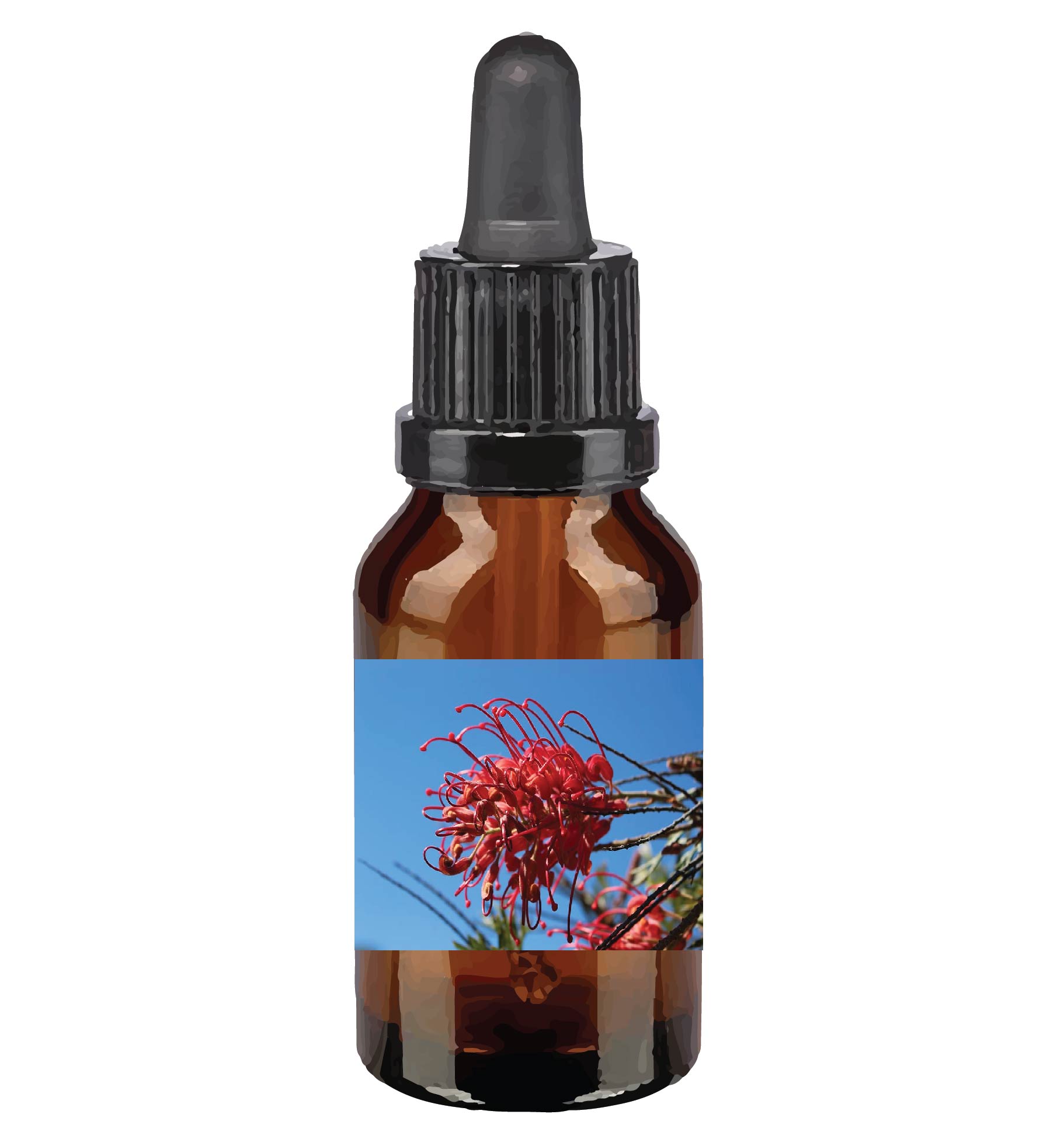 harmonie quantique - Quantic-Bush-Australien_red-grevillea