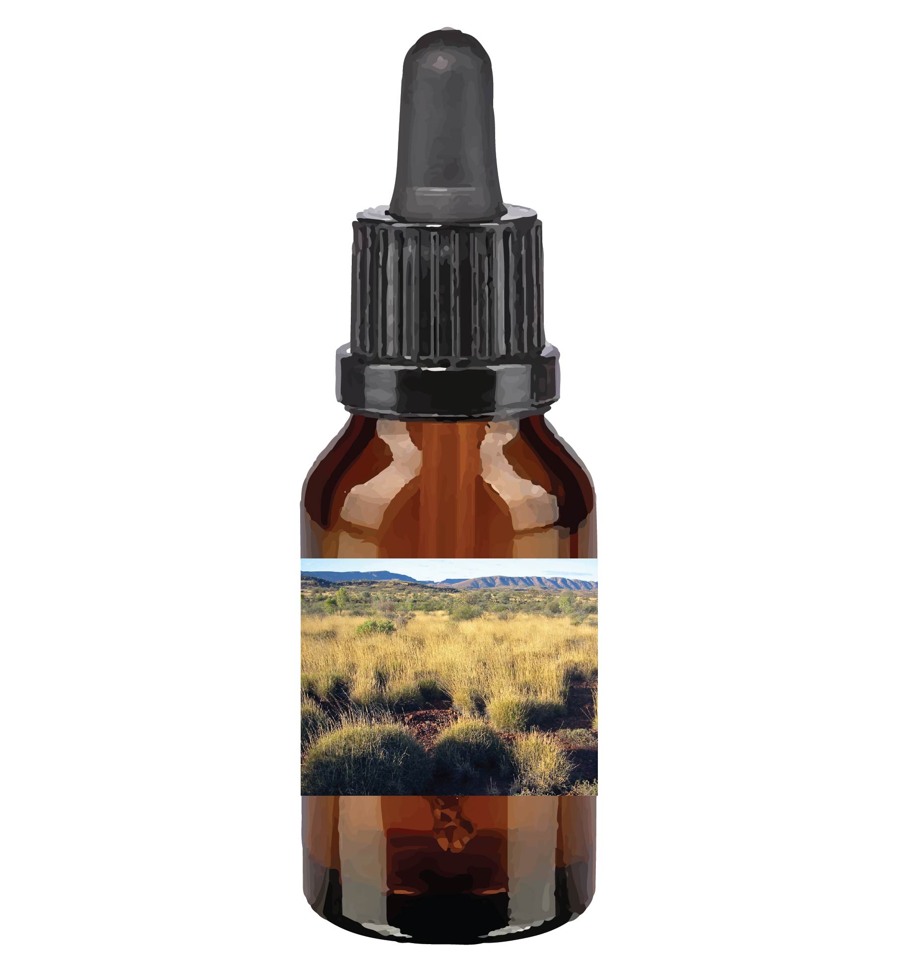 harmonie quantique - Quantic-Bush-Australien_spinifex