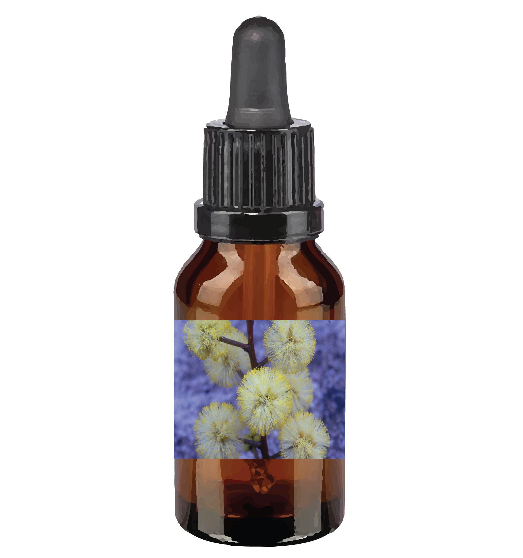 harmonie quantique - Quantic-Bush-Australien_sunshine-wattle