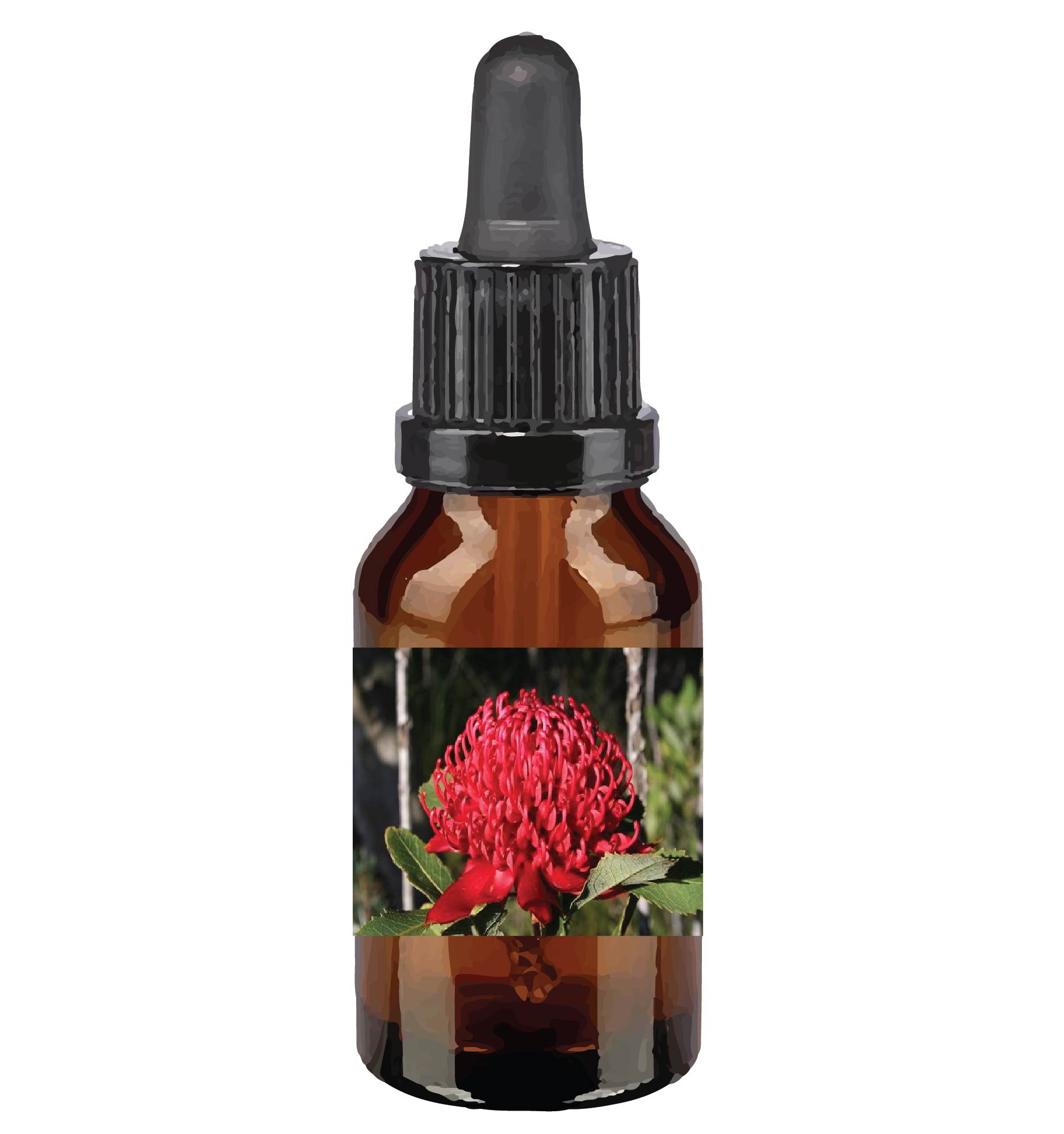 harmonie quantique - Quantic-Bush-Australien_waratah