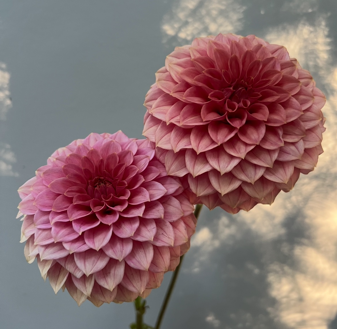 KA’s® Keltie Rose - Image 1