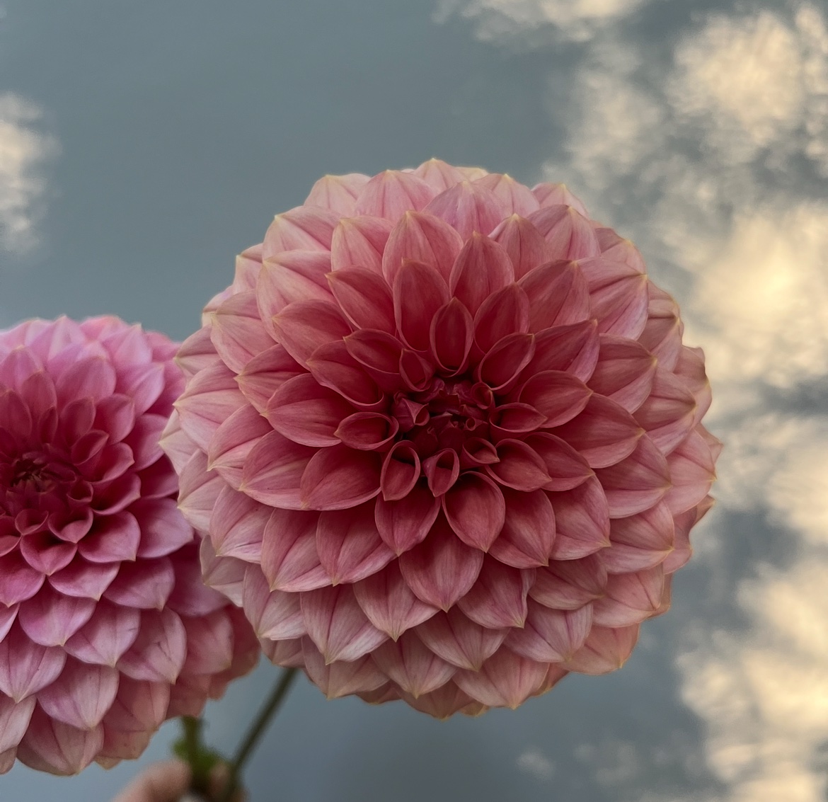 KA’s® Keltie Rose - Image 3
