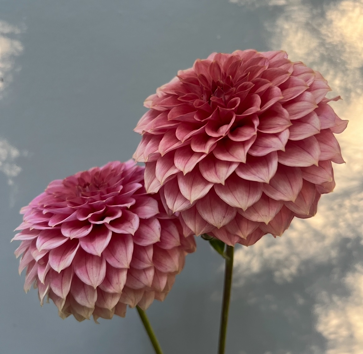 KA’s® Keltie Rose - Image 4