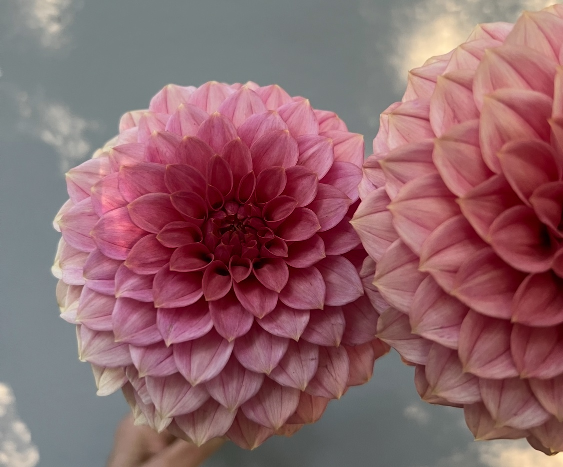 KA’s® Keltie Rose - Image 2
