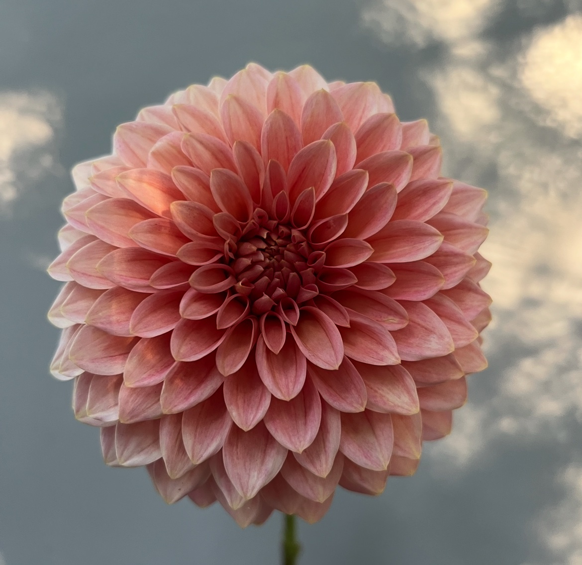 KA’s® Guava - Image 1