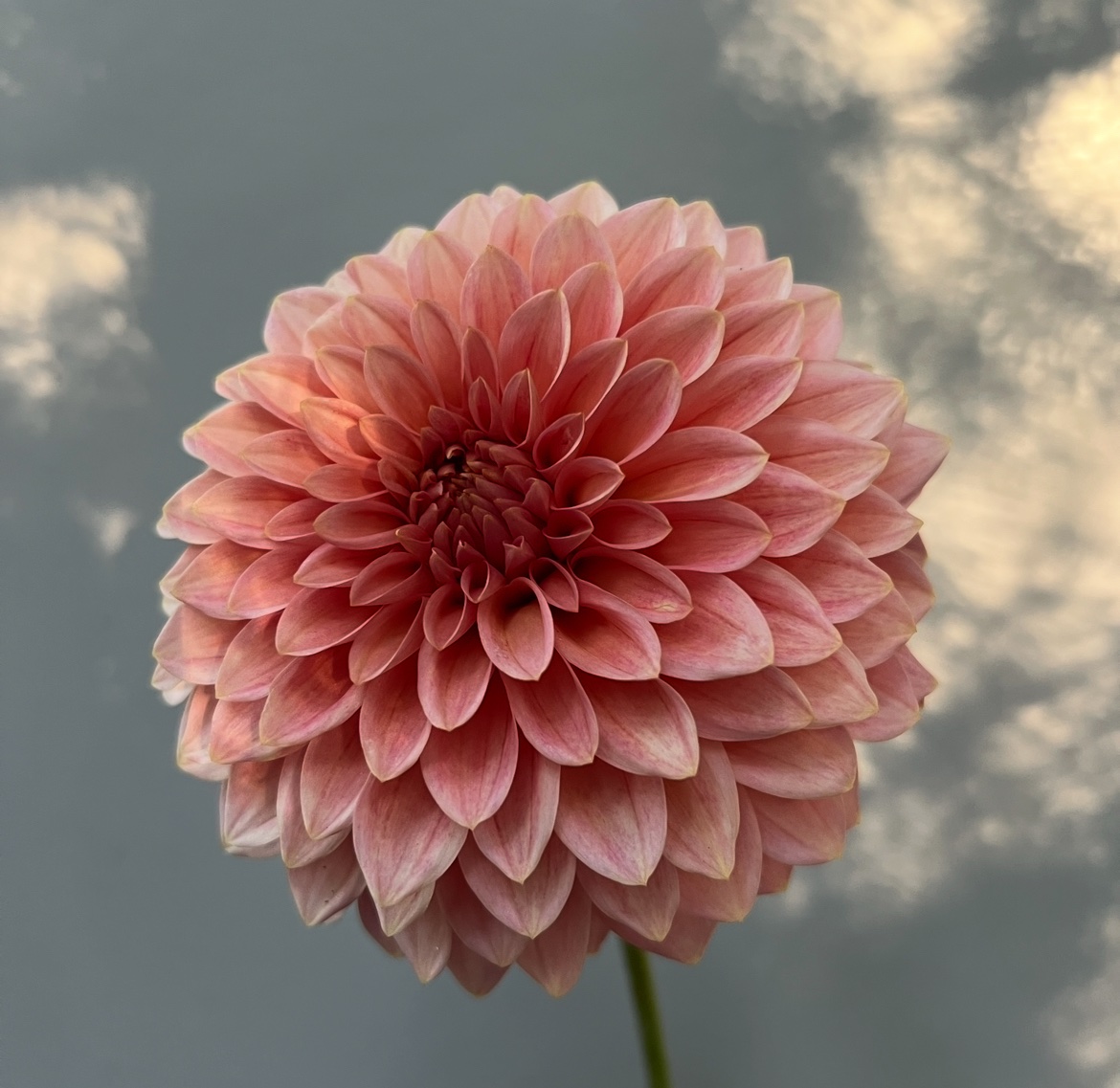 KA’s® Guava - Image 2