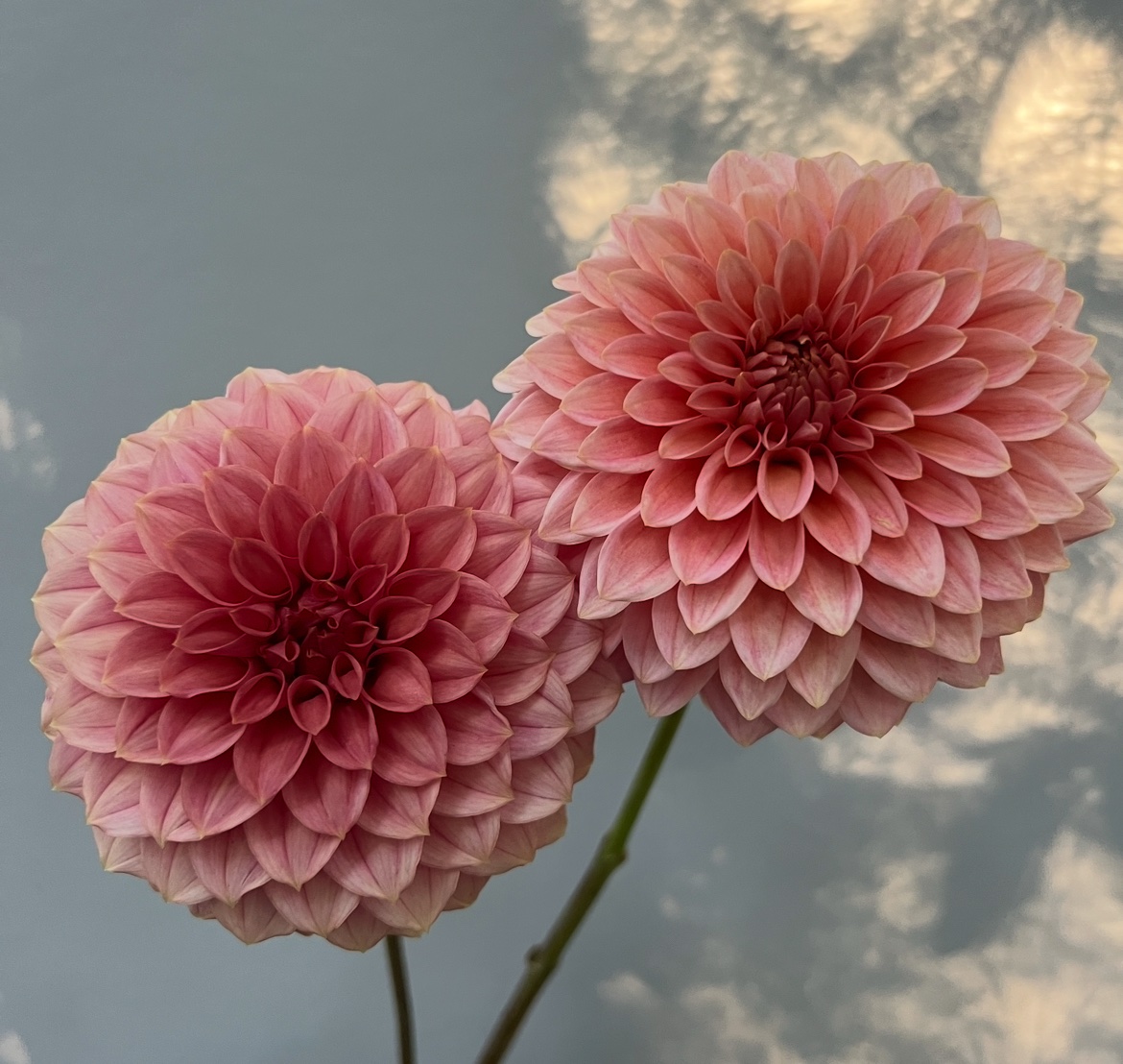 KA’s® Guava - Image 6