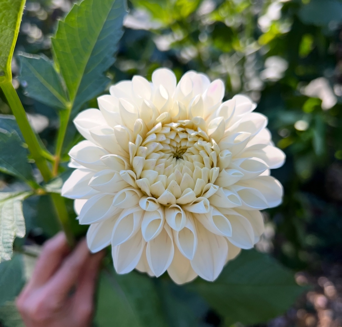 Ferncliff Bride - Image 1