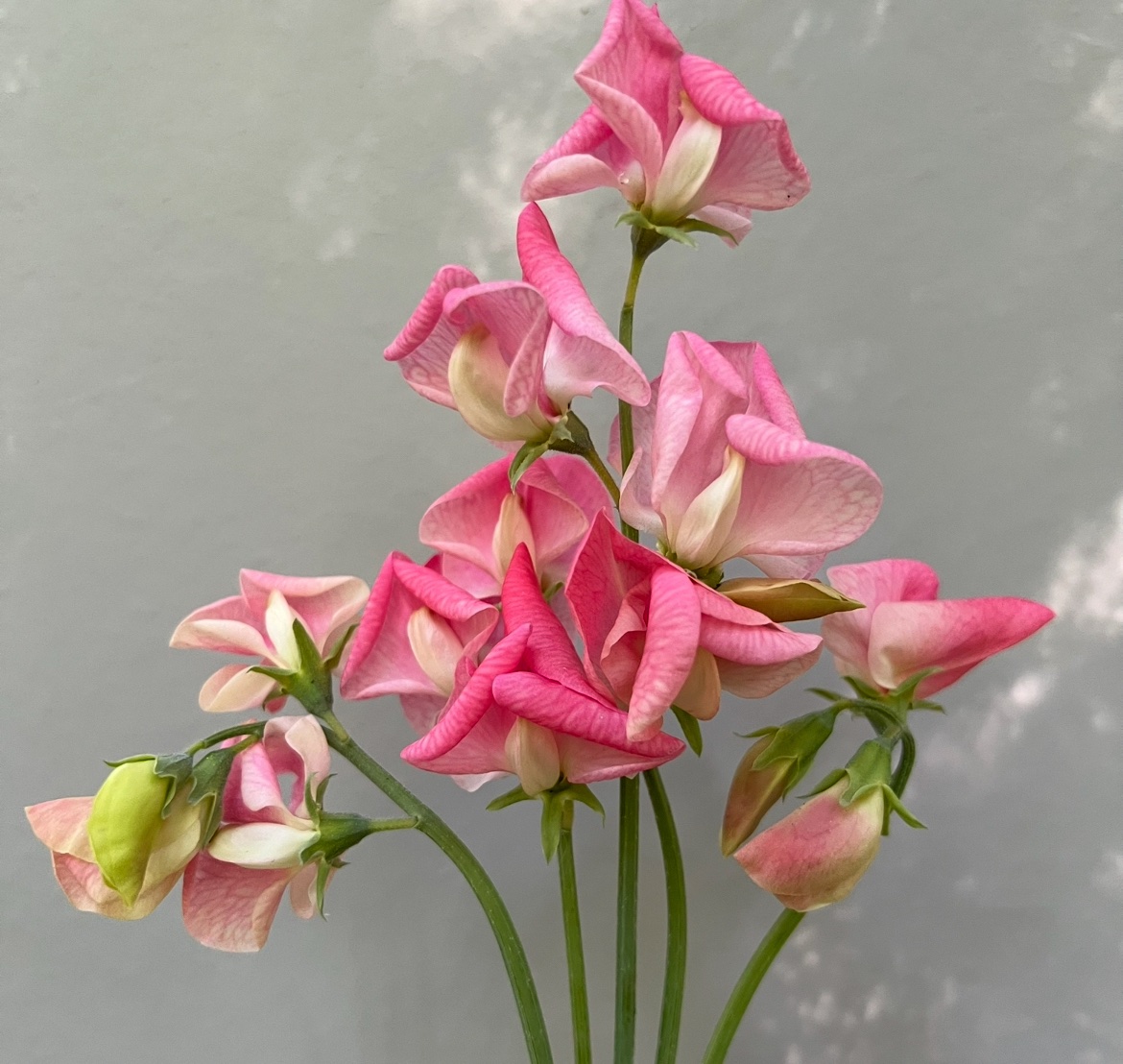 Blush & Pink Mix - Image 6