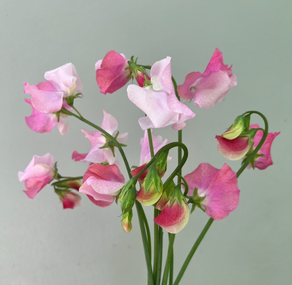 Blush & Pink Mix - Image 2