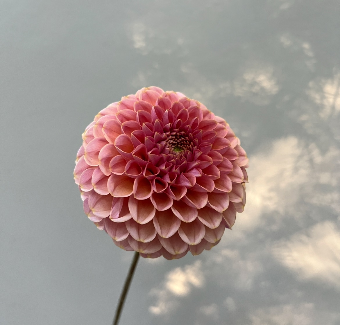 KA’s® Boho Rose - Image 2