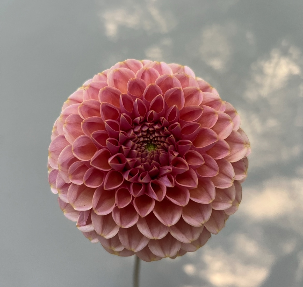 KA’s® Boho Rose - Image 1