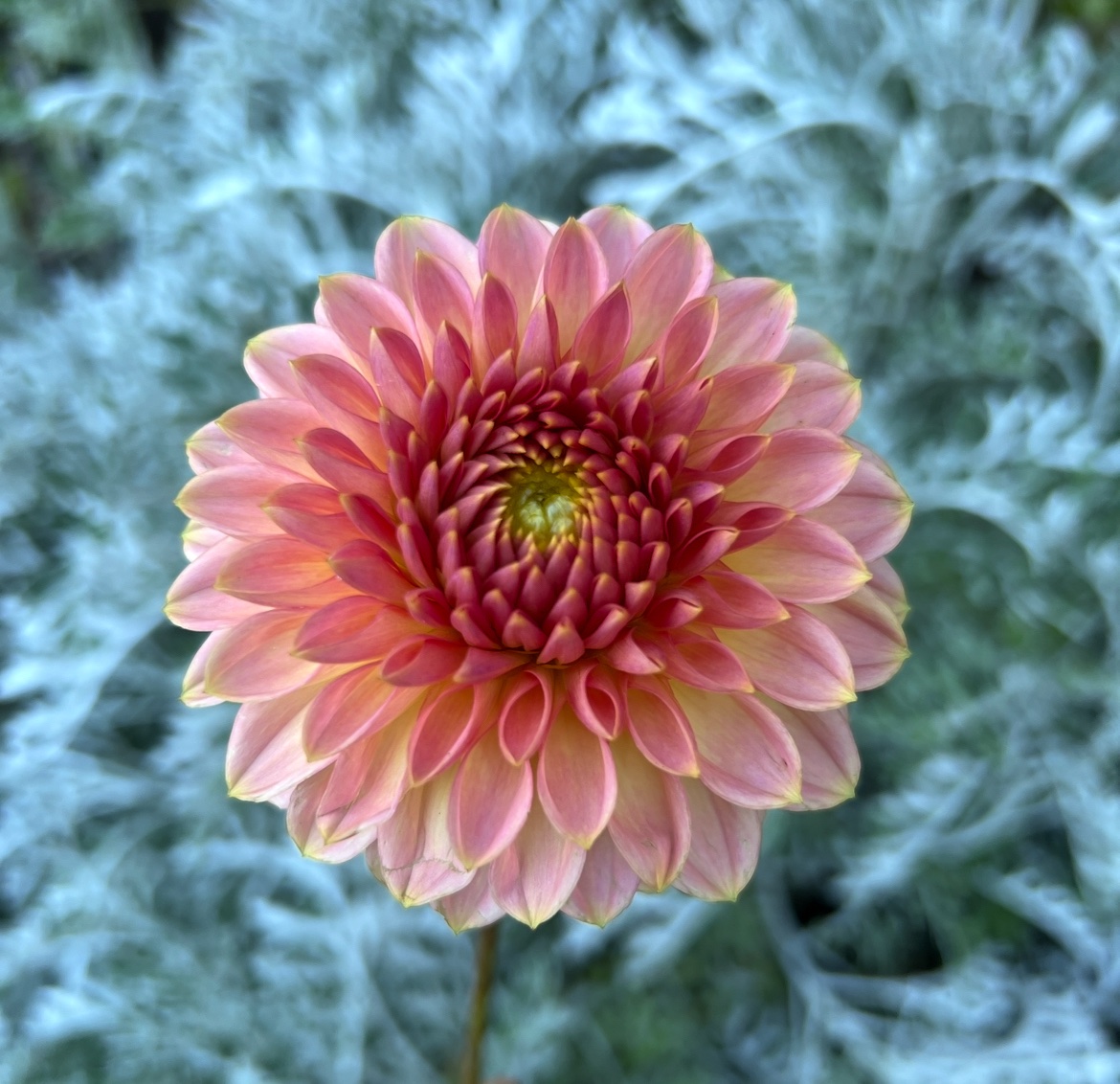 KA’s® Morning Dew - Image 1
