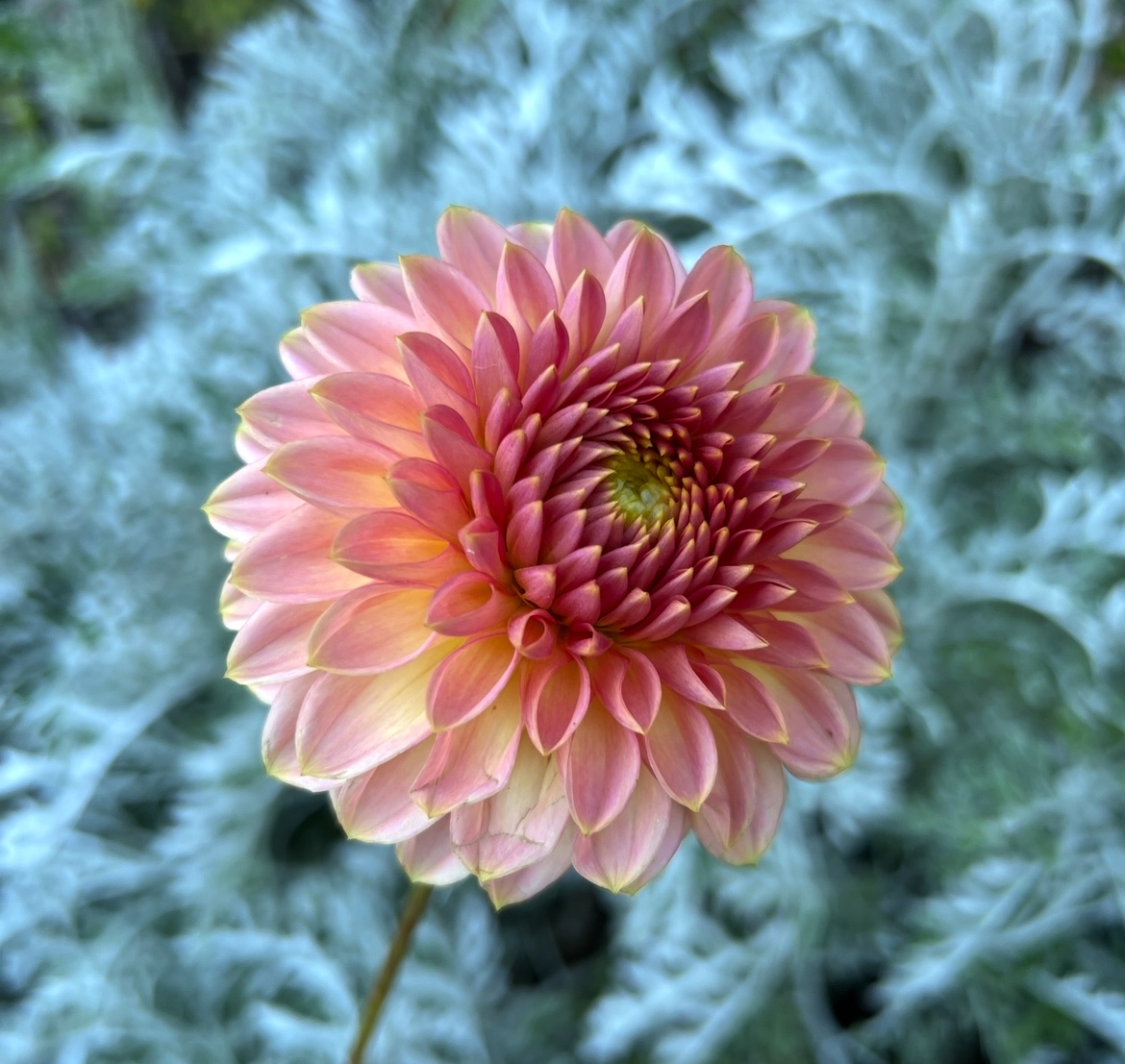 KA’s® Morning Dew - Image 2